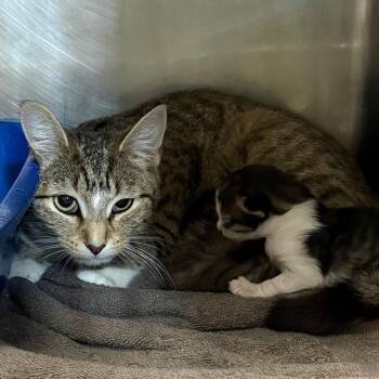Domestic Short Hair Cats Available for Adoption in Tuscaloosa, Alabama - TUSC-Wildlife-84238 | PetCurious