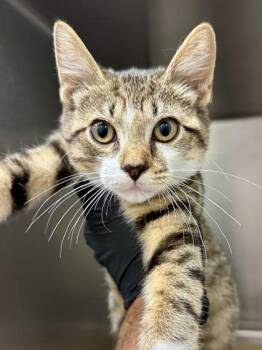 Natasha -  Domestic Short Hair Cat for Adoption in Wichita, Kansas - Natasha | PetCurious