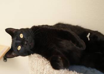 Olivia -  Domestic Short Hair Cat for Adoption in Boise, Idaho - Olivia | PetCurious