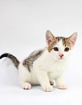 Domestic Short Hair Cats Available for Adoption in Morton Grove, Illinois - Canary | PetCurious