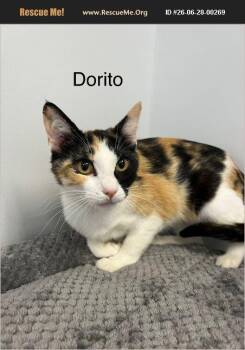 Dorito -  Calico Cat for Adoption in Evansville, Indiana - Dorito | PetCurious