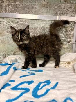 CoCo -  Domestic Long Hair and Domestic Short Hair Cat for Adoption in Paducah, Kentucky - CoCo | PetCurious