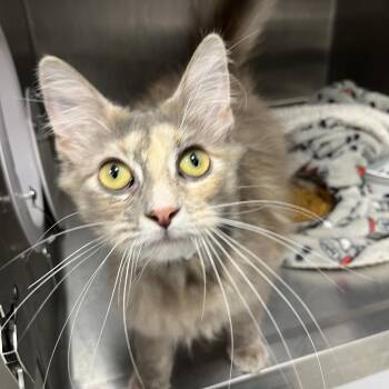 Novella -  Domestic Medium Hair Cat for Adoption in Fort Wayne, Indiana - Novella | PetCurious