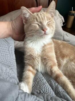 Ginger Snap -  Domestic Short Hair Cat for Adoption in Millcreek, Utah - Ginger Snap | PetCurious