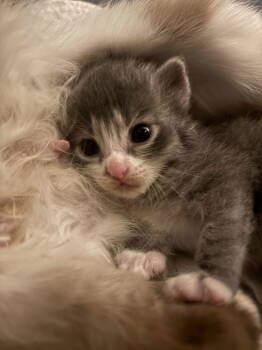 Rescue Domestic Short Hair Cats for Adoption in Camden, South Carolina - Grout (Available For Pre-adoption) | PetCurious