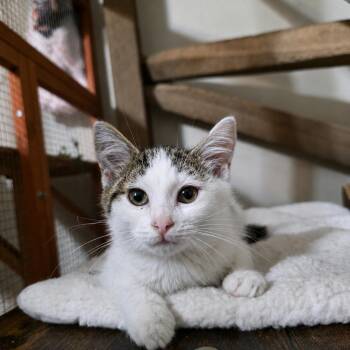 Moth -  Domestic Short Hair Cat for Adoption in Mastic, New York - Moth | PetCurious