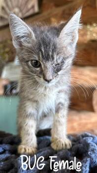 Bug -  Tabby and Domestic Medium Hair Cat for Adoption - Bug | PetCurious