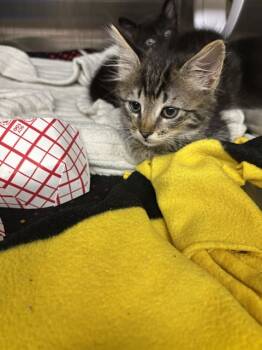 Rescue Domestic Medium Hair Cats for Adoption in Fremont, California - SHERE KHAN | PetCurious