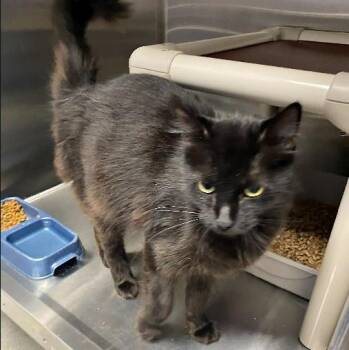 Domestic Long Hair Cats Available for Adoption in Nevada, Missouri - Elsa | PetCurious