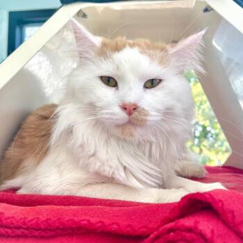 Tajin -  Domestic Long Hair Cat for Adoption in Riverwoods, Illinois - Tajin | PetCurious