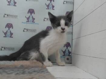 A600431 -  Domestic Short Hair Cat for Adoption in Orlando, Florida - A600431 | PetCurious