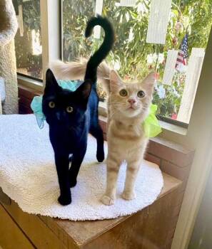 Rescue Domestic Short Hair Cats for Adoption in Tustin, California - Baby Bear And Flouffie | PetCurious