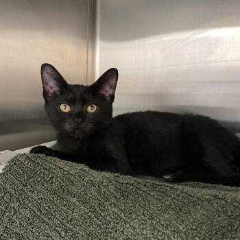 Jet -  Domestic Short Hair Cat for Adoption in Philadelphia, Pennsylvania - Jet | PetCurious