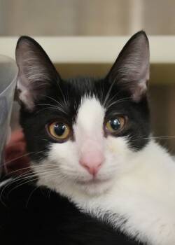 Rescue Domestic Short Hair Cats for Adoption in Aiken, South Carolina - Morute 58405 | PetCurious