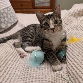 Abu C71134 -  Domestic Short Hair Cat for Adoption in Minnetonka, Minnesota - Abu C71134 | PetCurious