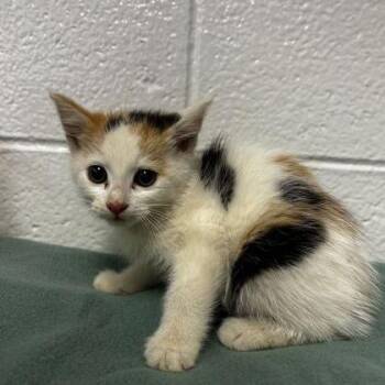 Adagio -  Domestic Short Hair and Mixed Breed Cat for Adoption in Spruce Pine, North Carolina - Adagio | PetCurious