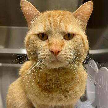 Loki -  Domestic Short Hair Cat for Adoption in Stratford, Connecticut - Loki | PetCurious