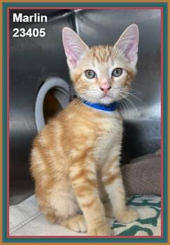MARLIN (see also littermates) -  Domestic Short Hair Cat for Adoption in Marietta, Georgia - MARLIN (see Also Littermates) | PetCurious