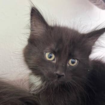 Lindt -  Domestic Long Hair Cat for Adoption in Spokane, Washington - Lindt | PetCurious