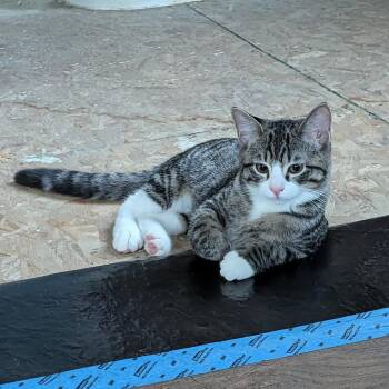Clover -  Domestic Short Hair Cat for Adoption in Gibsonia, Pennsylvania - Clover | PetCurious