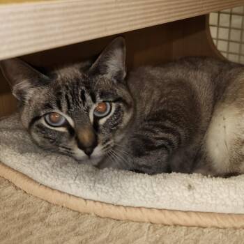 Siamese and Domestic Short Hair Cats Available for Adoption in Dallas, Texas - Espeon 1723 | PetCurious