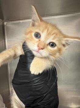 Arwen -  Domestic Short Hair Cat for Adoption in Cincinnati, Ohio - Arwen | PetCurious
