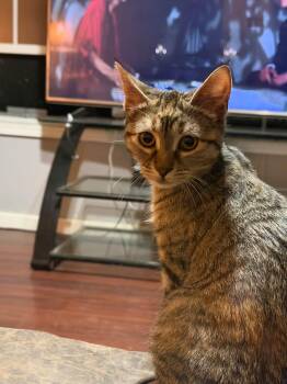 Astrid -  Domestic Short Hair Cat for Adoption in Cowlesville, New York - Astrid | PetCurious