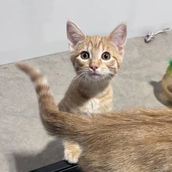 Goldie -  Domestic Short Hair Cat for Adoption in Overland Park, Kansas - Goldie | PetCurious