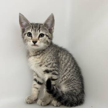 3 kittens -  Domestic Short Hair Cat for Adoption in Howes Cave, New York - 3 Kittens | PetCurious