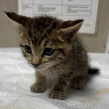 Nancy/Prancy -  Domestic Short Hair Cat for Adoption in Yuma, Arizona - Nancy/Prancy | PetCurious