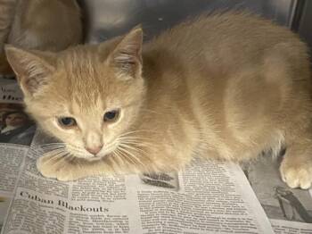 SUNKIST -  Domestic Short Hair Cat for Adoption in Charlotte, North Carolina - SUNKIST | PetCurious