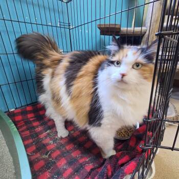 Crooks -  Domestic Long Hair Cat for Adoption in Brookings, South Dakota - Crooks | PetCurious