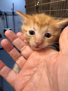 Flynn -  Domestic Short Hair Cat for Adoption in St. George, Utah - Flynn | PetCurious