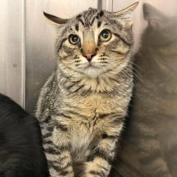 Commander -  Domestic Short Hair Cat for Adoption in Salt Lake City, Utah - Commander | PetCurious