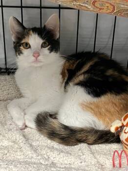 Chassis -  Domestic Short Hair Cat for Adoption in Lunenburg, Massachusetts - Chassis | PetCurious