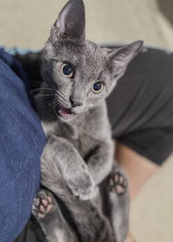 Rescue Russian Blue and Domestic Short Hair Cats for Adoption in Nashville, Tennessee - Granite | PetCurious