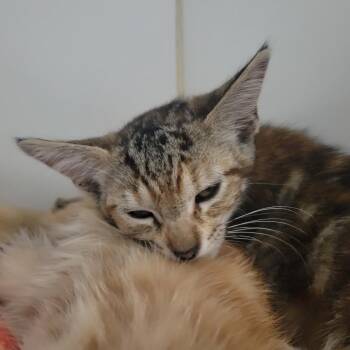 Webby -  Domestic Short Hair Cat for Adoption in Long Beach, California - Webby | PetCurious
