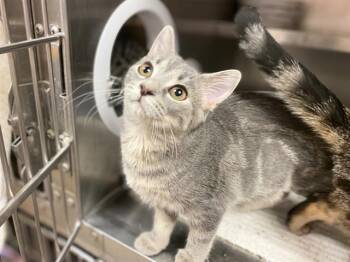 Rescue Domestic Short Hair Cats for Adoption in Fort Wayne, Indiana - CAPPUCCINO | PetCurious