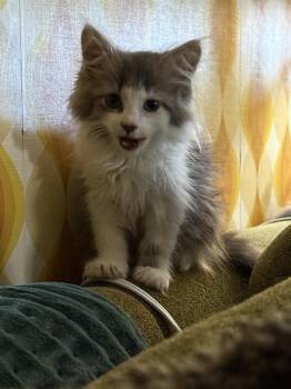 Cloud (26-092 C) -  Domestic Long Hair Cat for Adoption in Lansing, Michigan - Cloud (26-092 C) | PetCurious