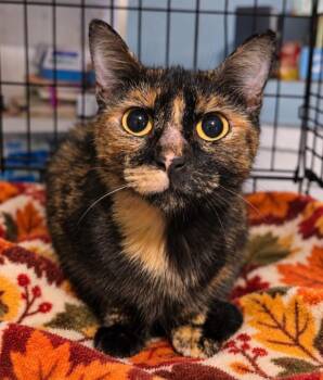 Vivian Grey -  Domestic Short Hair Cat for Adoption in El Dorado, Arkansas - Vivian Grey | PetCurious