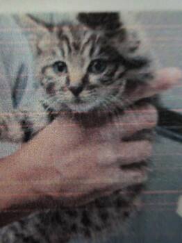 Benvolio -  Domestic Short Hair Cat Available for Adoption in Parker, Colorado - Benvolio | PetCurious
