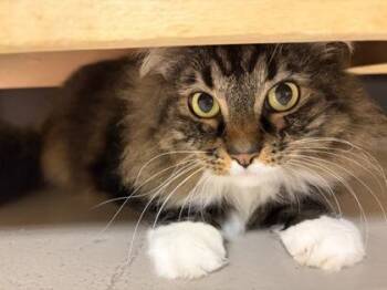 Domestic Medium Hair Cats Available for Adoption in Bellingham, Washington - Molly | PetCurious