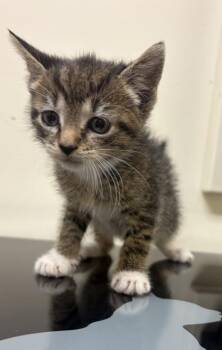 Roni -  Domestic Short Hair Cat for Adoption in West Chester, Pennsylvania - Roni | PetCurious