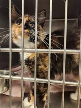 Maple -  Domestic Medium Hair and Domestic Short Hair Cat for Adoption in Fallston, Maryland - Maple | PetCurious