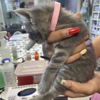 Sayle -  Domestic Short Hair Cat for Adoption in Mt. Juliet, Tennessee - Sayle | PetCurious