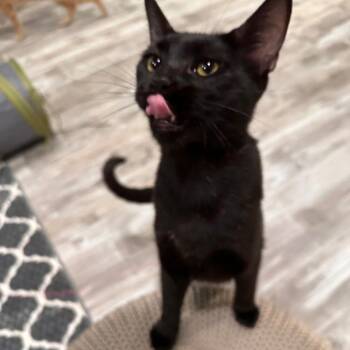Agatha -  Domestic Short Hair Cat for Adoption in Greensburg, Pennsylvania - Agatha | PetCurious