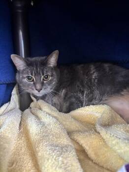 Domestic Short Hair Cats Available for Adoption in Kalamazoo, Michigan - GIDGET | PetCurious