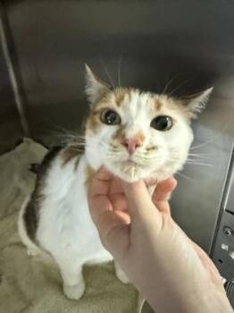 Domestic Short Hair Cats Available for Adoption in Savannah, Georgia - Ginger | PetCurious