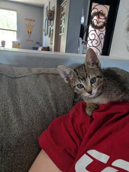 Steven -  Domestic Short Hair and Tabby Cat for Adoption in Glendale, Arizona - Steven | PetCurious
