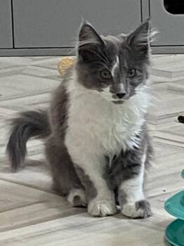 Jolie -  Domestic Medium Hair Cat for Adoption in Murphysboro, Illinois - Jolie | PetCurious